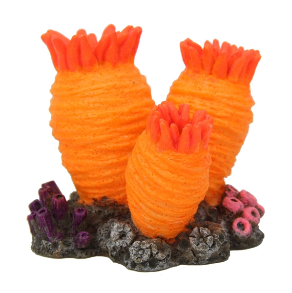 Blue Belle Pacific Coral Disco 1 Orange