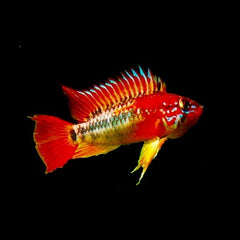Apistogramma macmasteri red mask