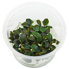 Bucephalandra 'Sp Red' - In Vitro Cup