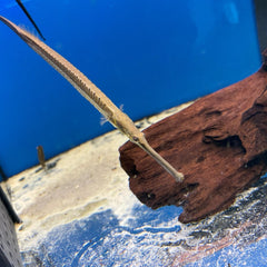 Doryichthys Boaja Naaldvis