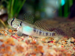 Oligolepis acutipennis M Sharptail goby