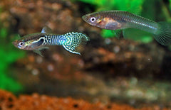 Poecilia wingei blue tiger Endler Gup Blue Tiger
