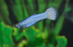 poecilia reticulata guppy white moscow