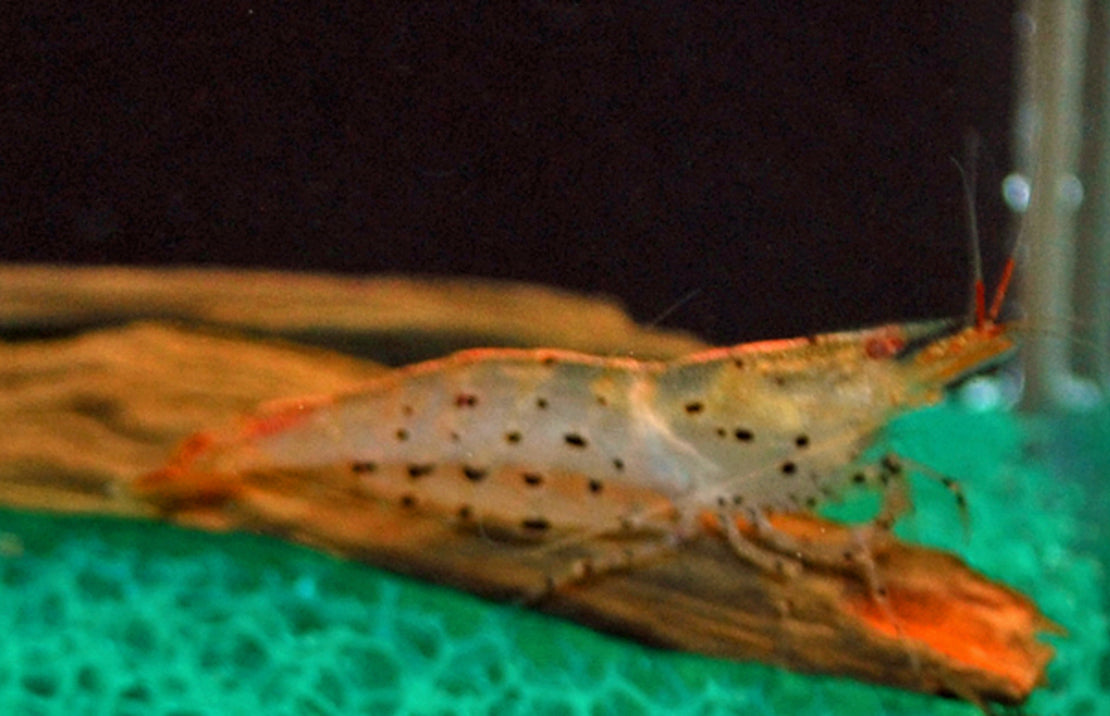 Caridina Rubropunctata  M Luipaard Garnaal