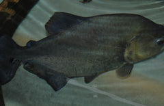 Serrasalmus Rhombeus M Zwarte Piranha