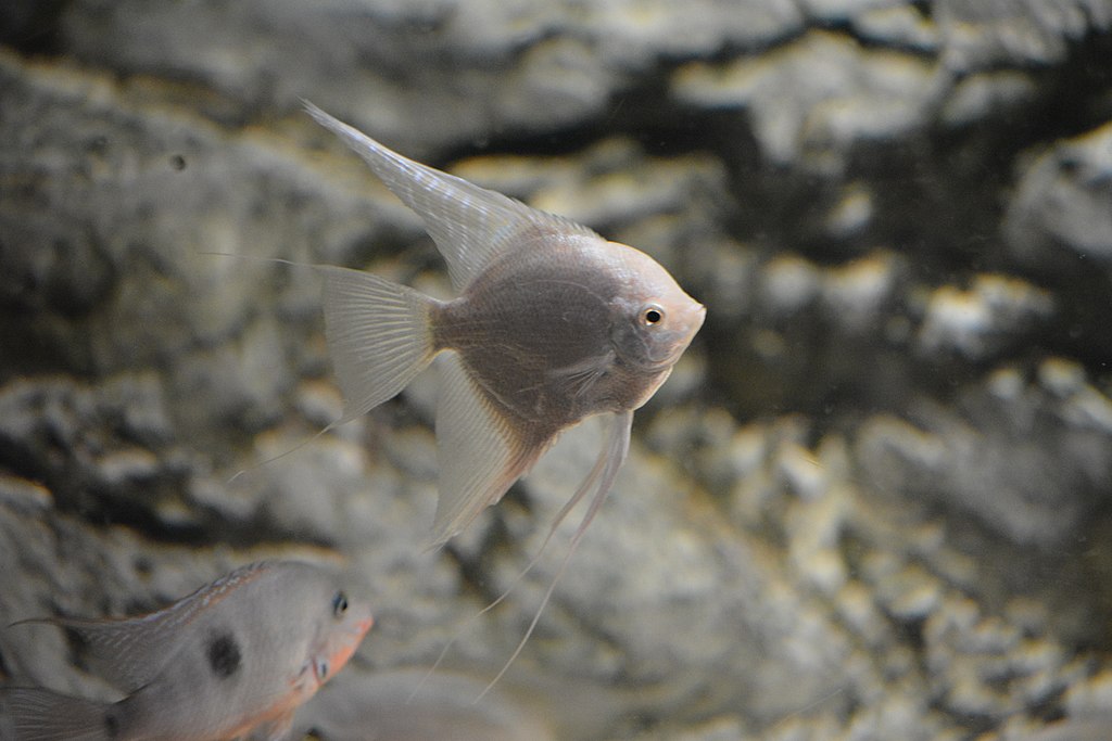 Pterophyllum scalare Maanvis platinum