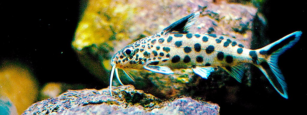 Synodontis Multipunctatus M Koekoeksmeerval