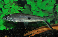Hemiodopsis argenteus