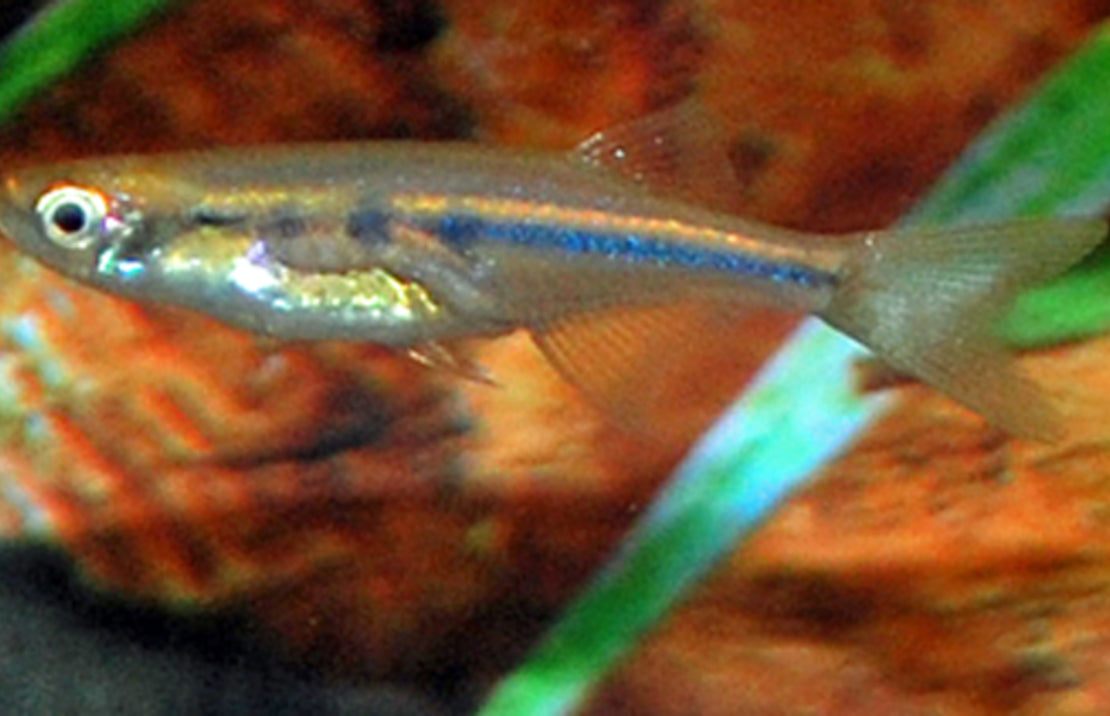 Laubuka Dadiburjori L Danio Dadiburjori