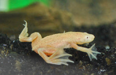 Hymenochirus Boettgeri Gold M Dwergklauwkikker Goud