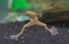 Hymenochirus Boettgeri Gold M Dwergklauwkikker Goud