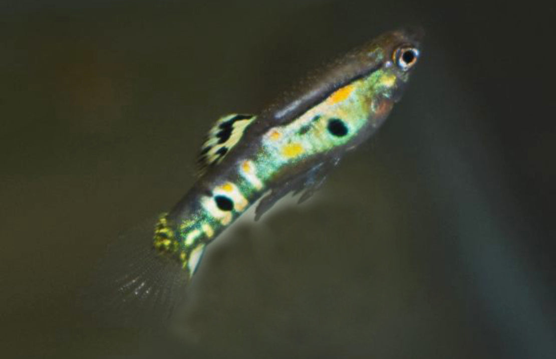 Poecilia Reticulatus Ginga Green M Gup Ginga Green