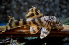 Peckoltia Braueri (L121)
