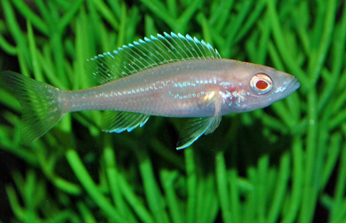 Cypr. Leptosoma Kitumba Albino M Haringcichlide Kitumba Albino