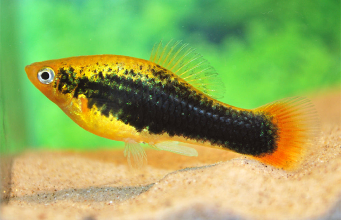 Xiphophorus Maculatus Platy Variatus Hawaii M