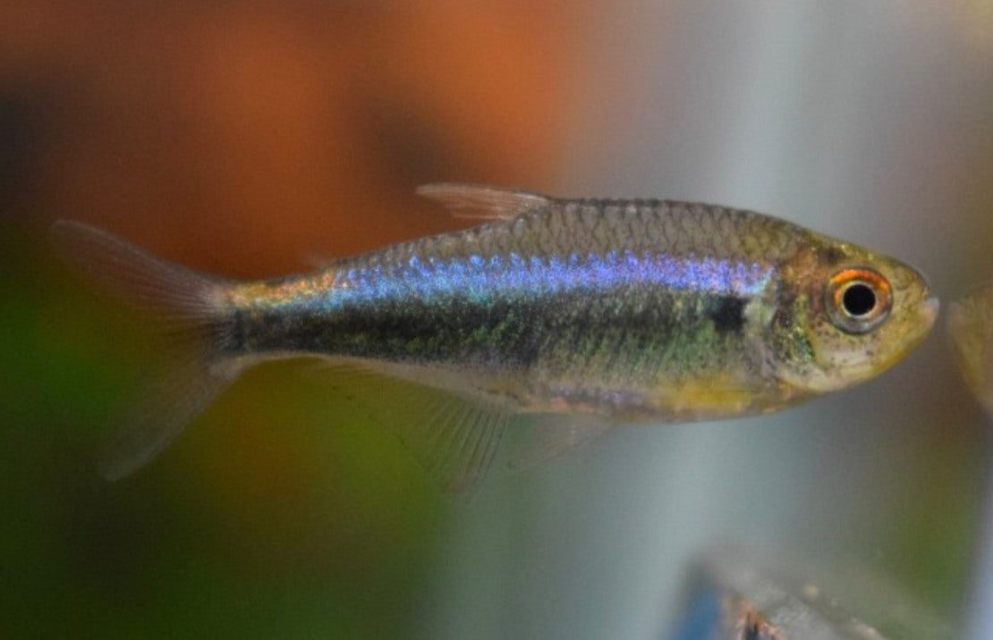 Hyphessobrycon margitae M Peru rood-blauw tetra