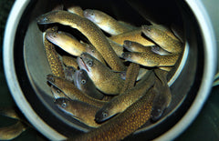 Gymnothorax tile