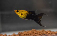Poecilia Sphenops Molly Panda Goud