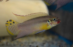 Pelvicachromis Kribensis Lobe Kersenbuikcichlide Lobe