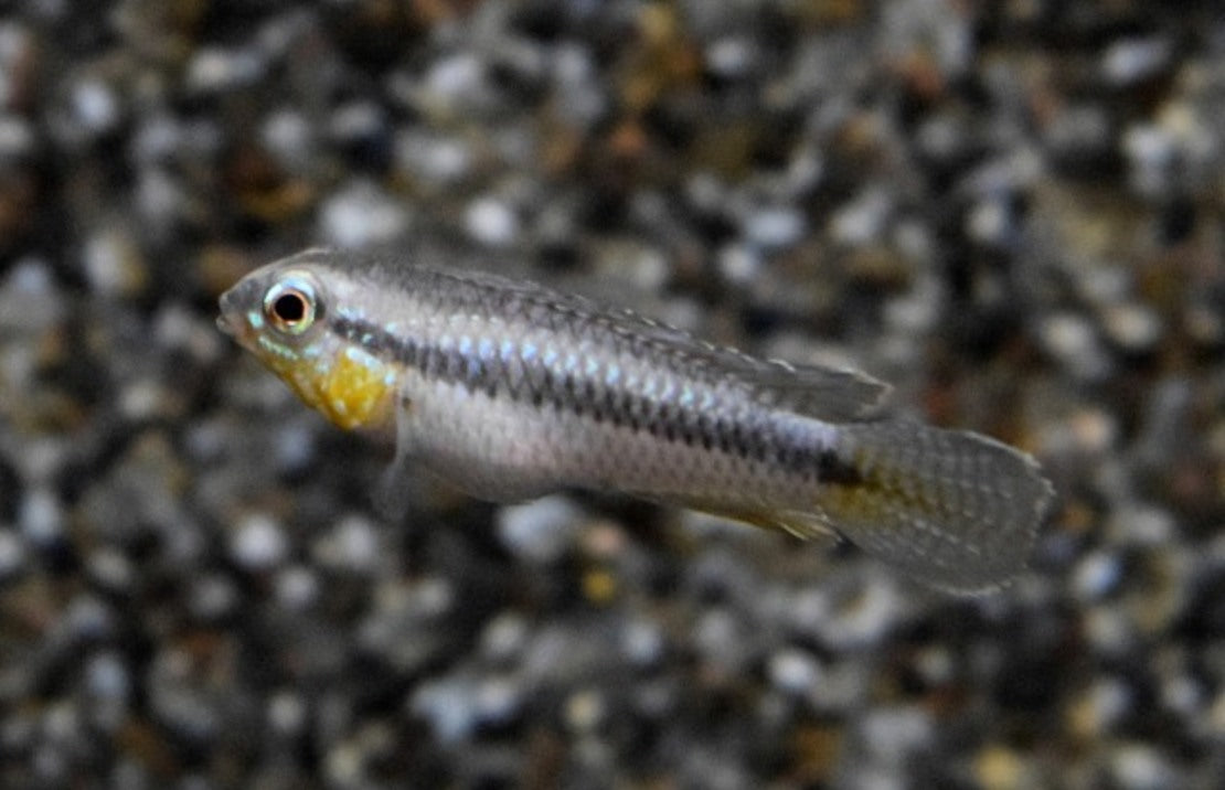 Apistogramma Uaupesi M Dwergcichlide Zd.amerika