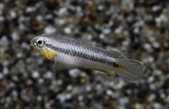 Apistogramma Uaupesi M Dwergcichlide Zd.amerika