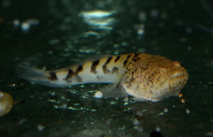 Thalassophryne Amazonica (Prehistoric Monster Fish)
