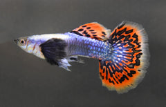 Poecilia Reticulata Dumbo Ear Blue mosaic