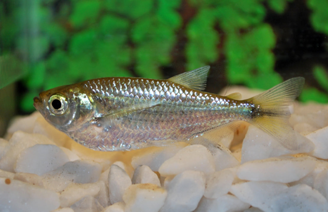 Triportheus Angulatus