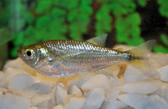 Triportheus Angulatus