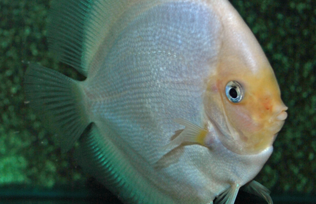 Discus Wit Diamant
