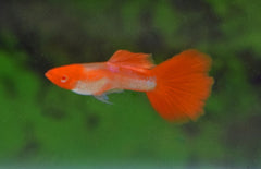 Poecilia Reticulata Koi Albino