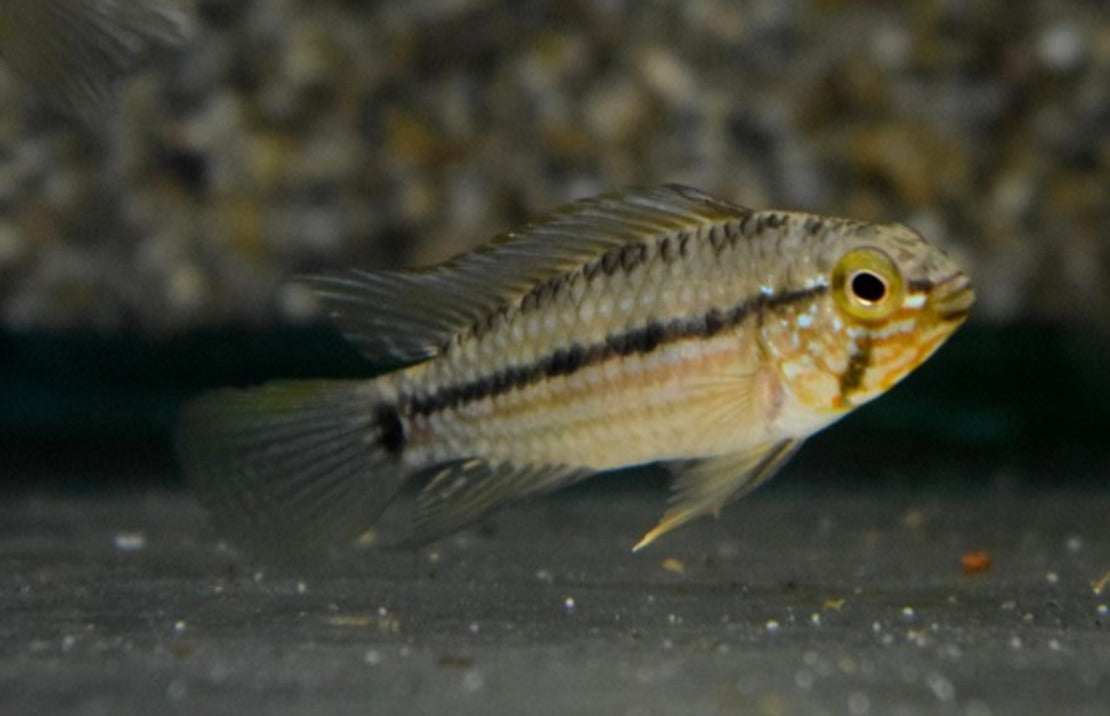 Apistogramma Rubrolineata M Dwergcichlide Rubrolineata