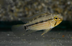 Apistogramma Rubrolineata M Dwergcichlide Rubrolineata