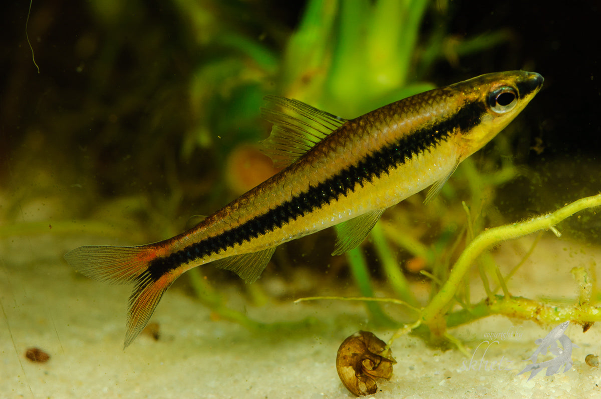 Nannocharax parvus M