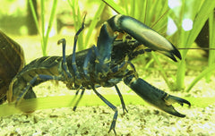 Cherax Boesemani Blue Moon