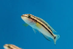 Julidochromis Ornatus Yellow Tanganyika Cichlide
