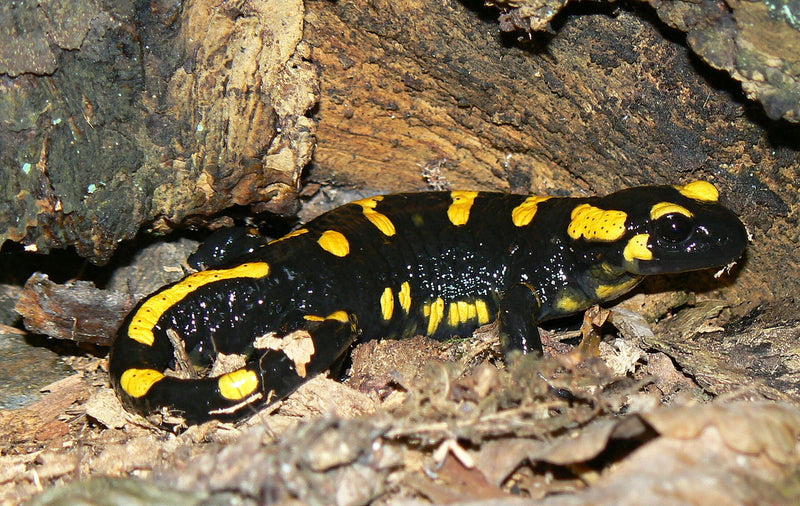 Vuursalamander