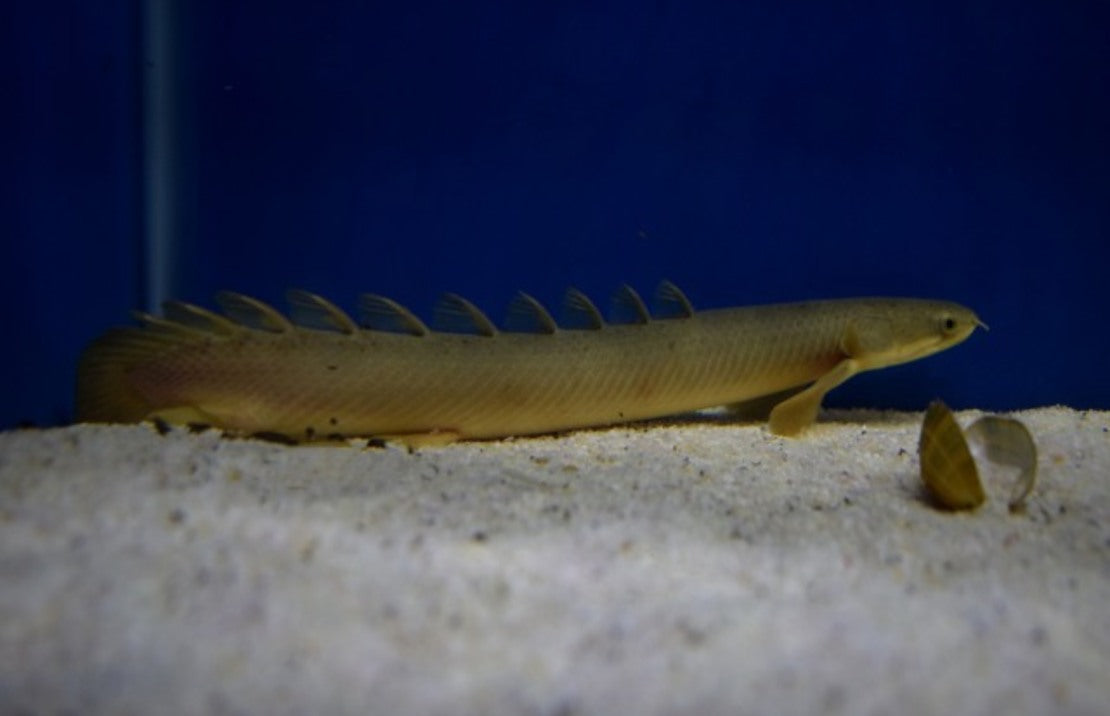 Polypterus Senegalus Kwastvinsnoek Nigeria S