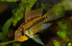 Apistogramma Juruensis