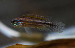 Apistogramma Paucisquamis M