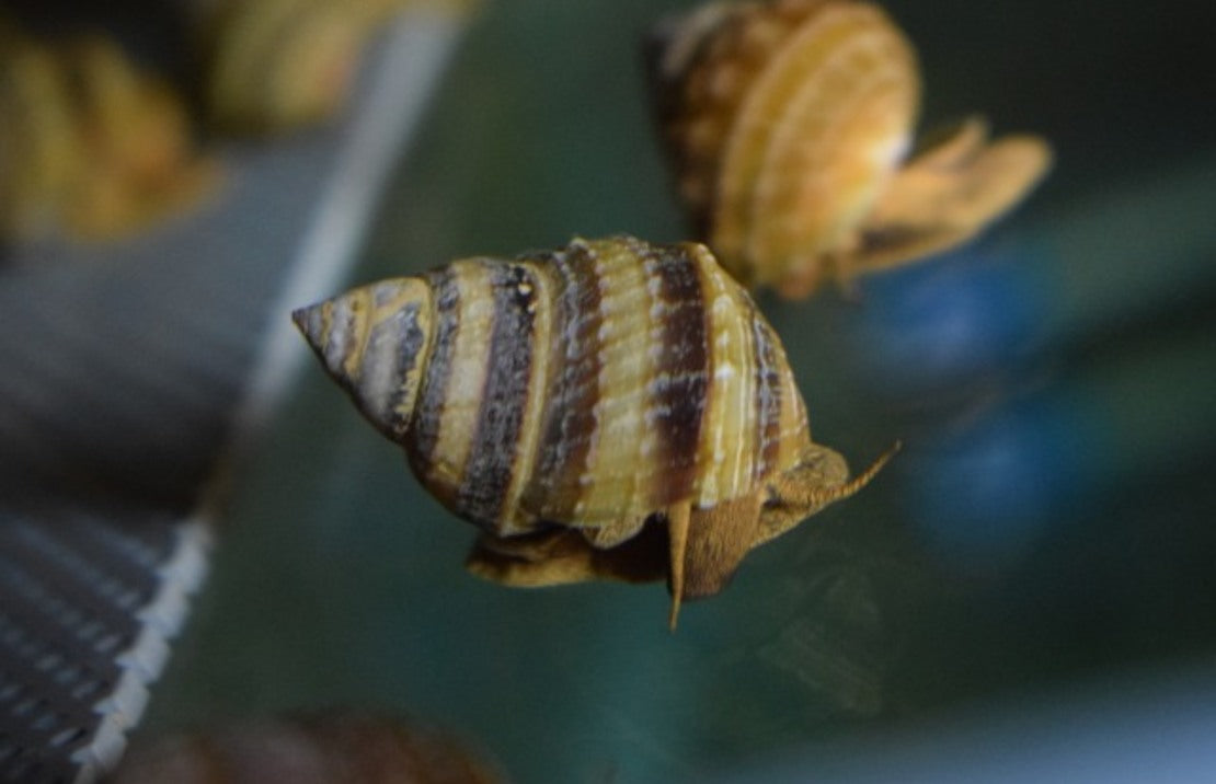 Taia Naticoides M Pianoslak