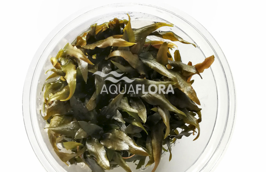 Cryptocoryne 'rubella' - In Vitro Cup