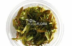 Cryptocoryne Usteriana - In Vitro Cup