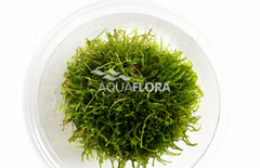 Taxiphyllum Sp. 'giant' - In Vitro Cup