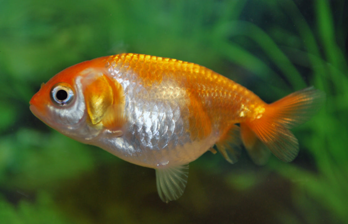 Sluierstaart ranchu mix