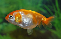 Sluierstaart ranchu mix