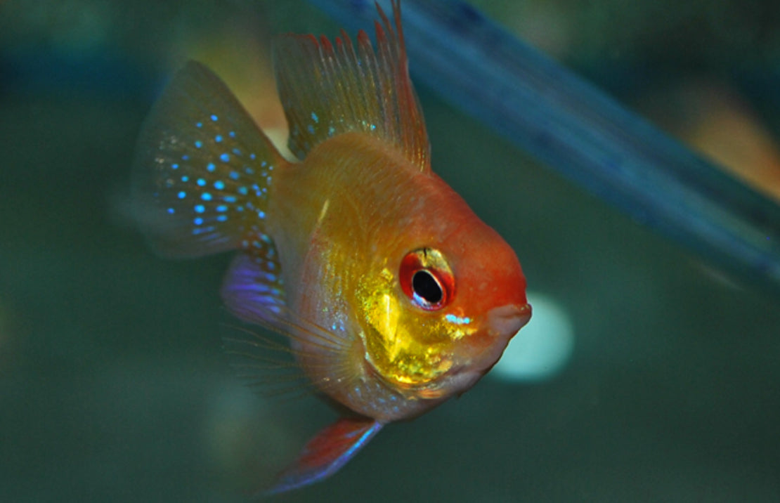 Mikrogeophagus Ramirezi Gold Balloon M Antennebaarsje Goud Ballon