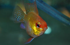 Mikrogeophagus Ramirezi Gold Balloon M Antennebaarsje Goud Ballon