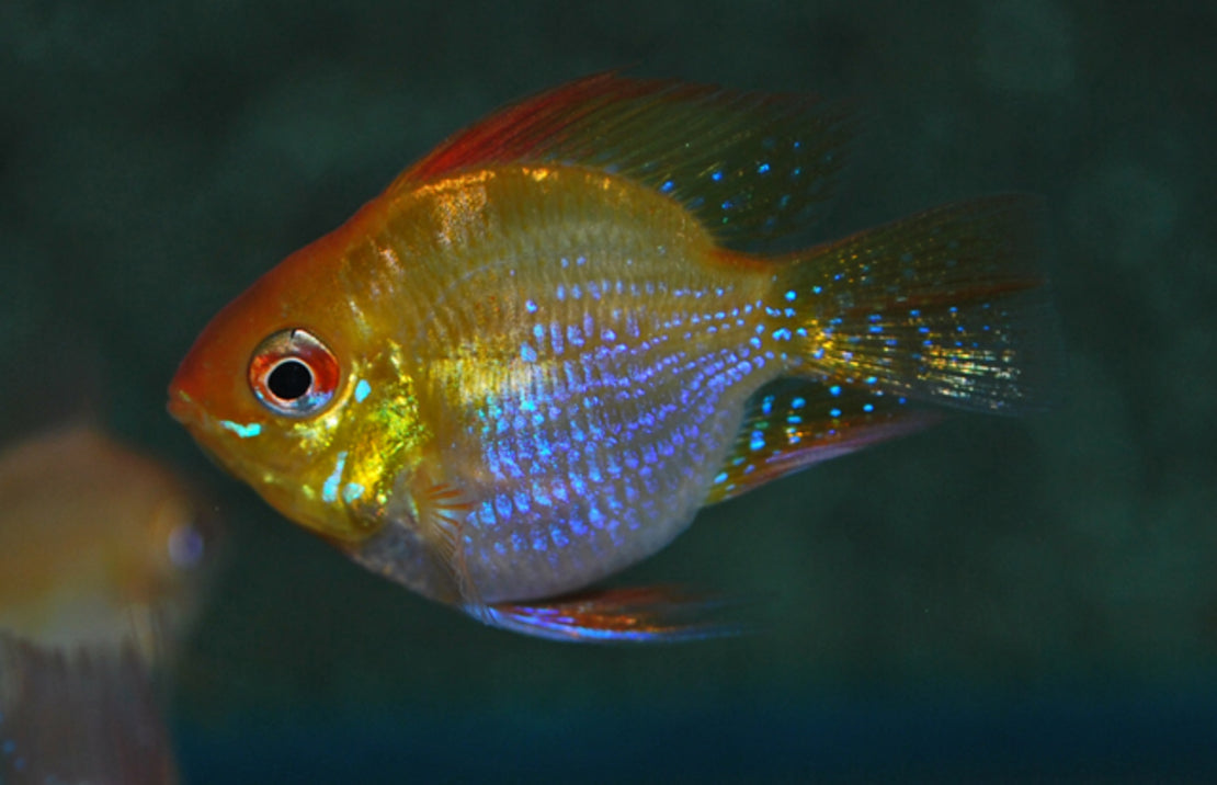Mikrogeophagus Ramirezi Gold Balloon M Antennebaarsje Goud Ballon