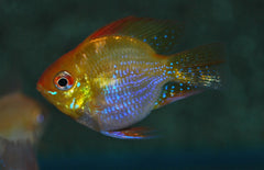 Mikrogeophagus Ramirezi Gold Balloon M Antennebaarsje Goud Ballon